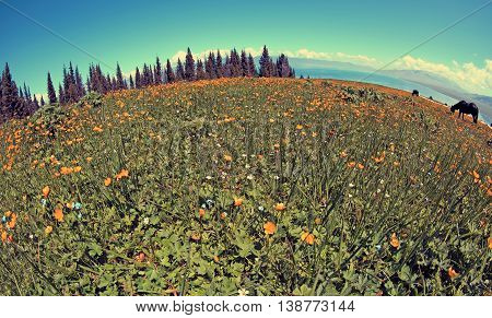 beautiful globeflowers and green grass under blue sky