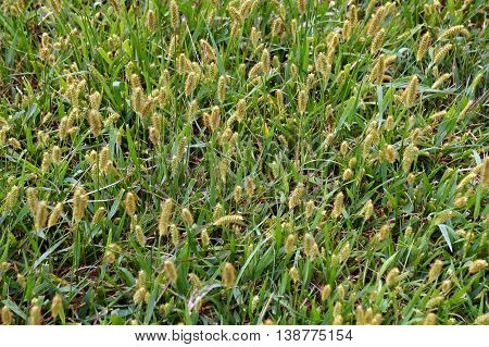 Yellow foxtail (Setaria pumila), also known as yellow bristle-grass, pigeon grass, and cattail grass, grows on a lawn near the Du Page River in Shorewood, Illinois.