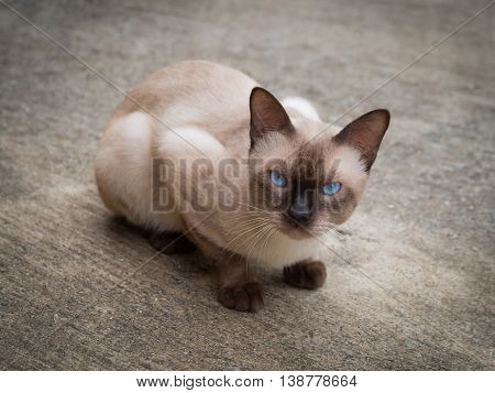 Thai famous cat (Siamese Cat Moon Diamond Seal Point) in dark and light brown hair and blue eyes looking and warily on floor