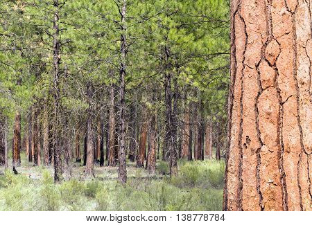 A large variety of trees populate Dechutes County in Oregon