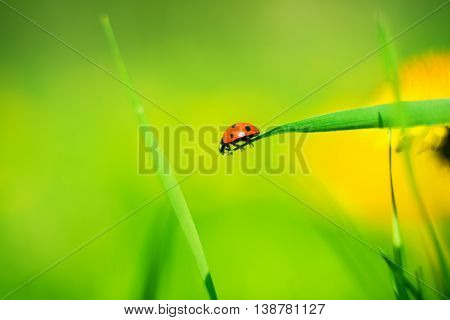 ladybug on a spring meadow morning, springtime