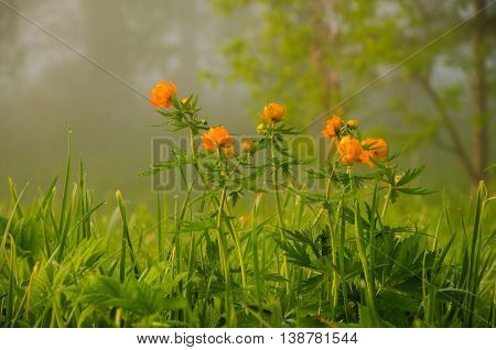 thick morning fog in the summer forest. thick morning fog in the forest at pond. Morning landscape in summer thick fog.dense fog in the morning. early morning. forest hiding in the fog.orange flowers