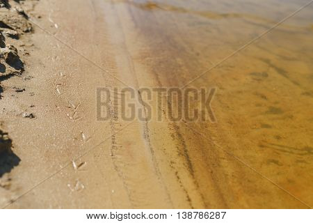 traces of a small bird on the river, prints legs
