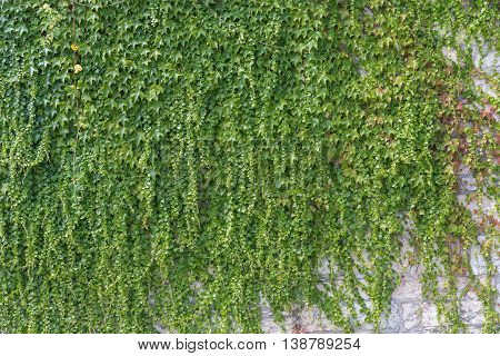 ivy leaves on the wall background for wallpaper