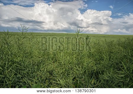 Ripe seeds of rape. Field of green ripeness oilseed rape isolated on a cloudy blue sky in summer time (Brassica napus), Canola corp, rapeseed plant landscape. Slovakia