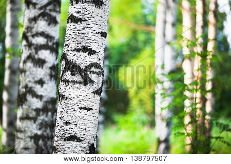birch forest in sunlight in the morning