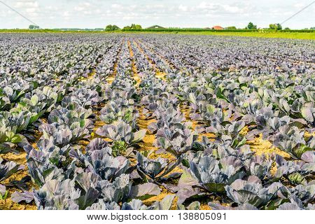 Endless rows with organically grown red cabbage plants on a sunny day in summertime. Weeds are growing between the cabbage plants and the leaves have feeding damage caused by caterpillars.