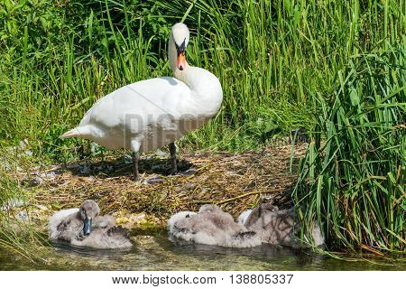 Natural image of a Mother Swan looking over her cygnets cygnets are resting in a clear stream.