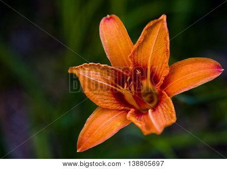 Orange Liliens with Dark Background in a Garden