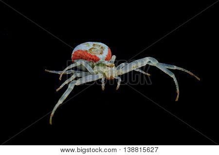 White spide isolated on a black background