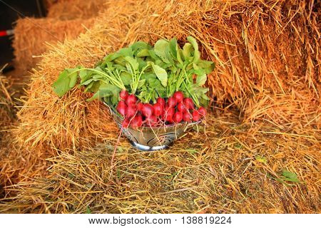radishes spring time summer garden salad planting