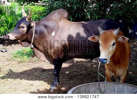 dark brown Thai Brahman fighting bull and reddish calf tethered near feeding trough, Ranot, Thailand
