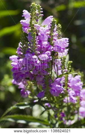 Purple Obedient Plant Blossom Spires  Physostegia virginiana