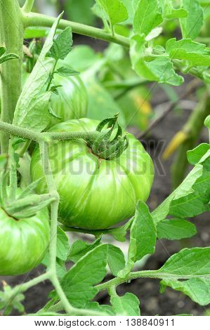 Green tomatoes on a branch. Large unripe tomatoes growing in a garden outdoors. Vegetable gardening. Closeup