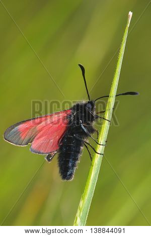 Transparent Burnet moth Zygaena purpuralis on the grass