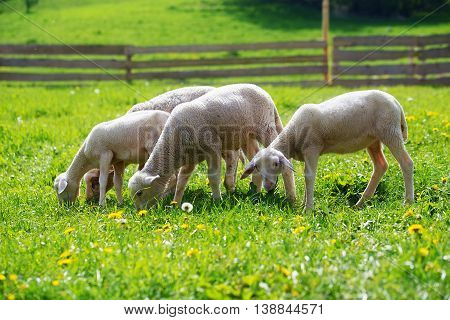 Little lambs grazing on a beautiful green meadow with dandelion