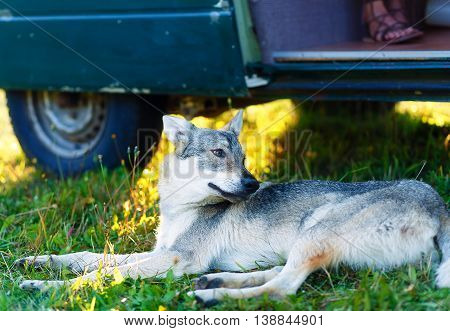 domesticated wolf dog resting relaxed on a meadow in shadow of caravan car. Czechoslovakian shepherd