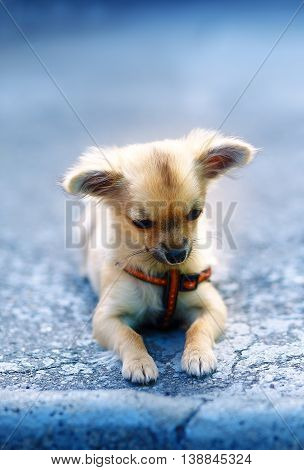 little charming adorable chihuahua puppy on blurred background. sitting on the ground