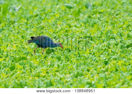Water Bird walking overplant (Purple Swamphen) as background