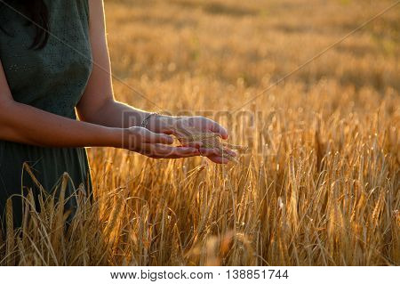 A young woman standing in a wheat field at sunset and holding wheat