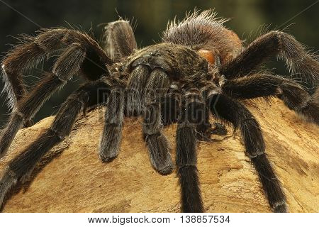 Creepy Mexican red rump tarantula Brachypelma vagans