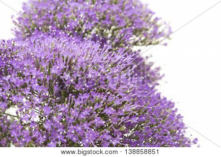 Light Purple Pentas Flowers Isolated On White