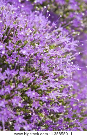 Light Purple Pentas Flowers