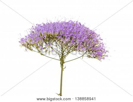 Light Purple Pentas Flowers Isolated On White
