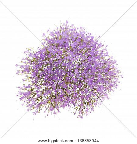 Light Purple Pentas Flowers Isolated On White