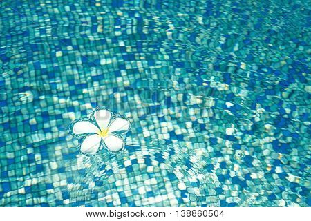 Tropical Frangipani flower on blue water with sunlight reflection