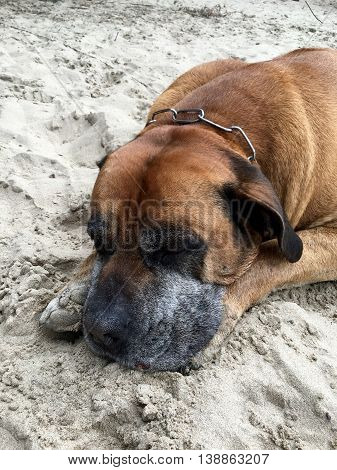 Boerboel, south african mastiff is sleeping on the sand