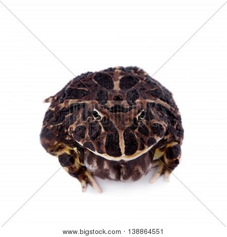 The Argentine horned frog, Ceratophrys ornata, isolated on white background