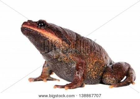 Kakhien Hills spadefoot toad, brachytarsophrys feae, isolated on white background