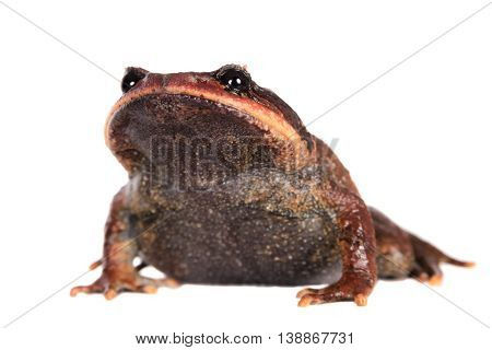 Kakhien Hills spadefoot toad, brachytarsophrys feae, isolated on white background