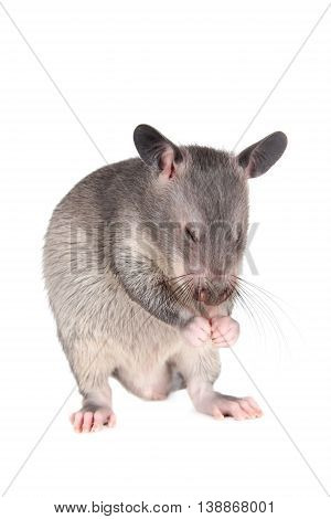 Gambian pouched rat cub, Cricetomys gambianus, isolated on white background