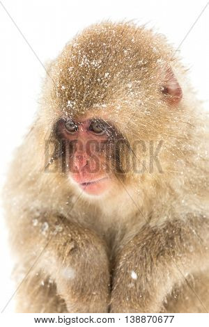 Japanese Snow Monkey Macaque at Jigokudani Yudanaka Nagano Japan