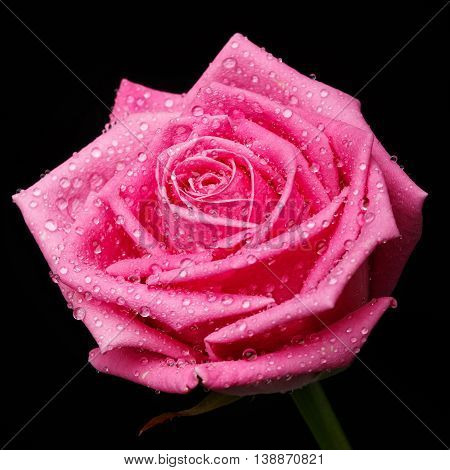 beautiful pink rose head isolater on black background