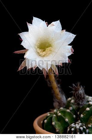 White new born beautiful exotic flower of an Echinopsis subdenudata Easter Lily cactus isolated on a black background.