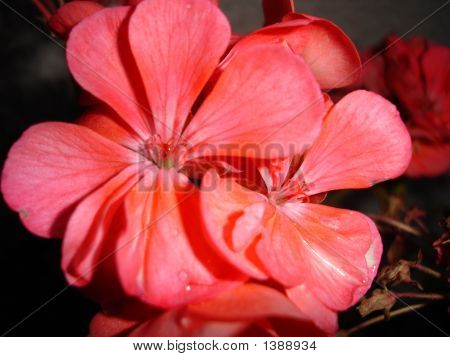 Action de printemps