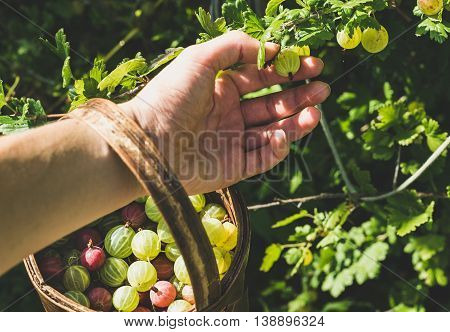 Man's hand picking and putting ripe gooseberies to birchbark basket full of berries in garden on sunny summer day, selective focus, horizontal composition
