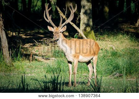 Red Deer in the green woods picture