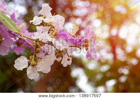 Purple and white Lythraceae or Lagerstroemia floribunda Jack flower on blurred background with fill light effect in composition.