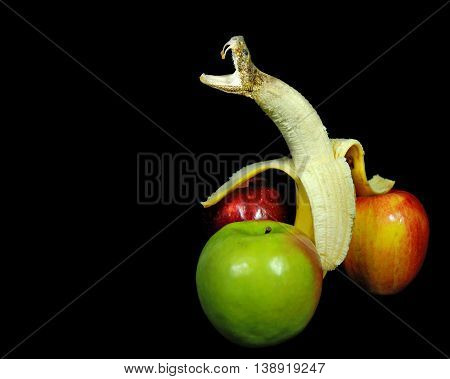 Rattle snake head morphing out of peeled banana with apples isolated on black.