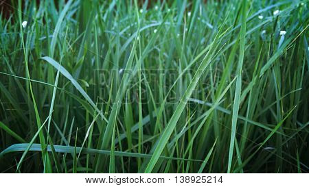Emerald green grass,  fresh grass,  green grass