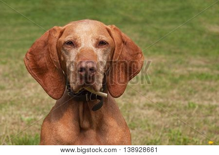 Old female Hungarian hound. Dog look into the lens. Portrait of a Hungarian Vizla.