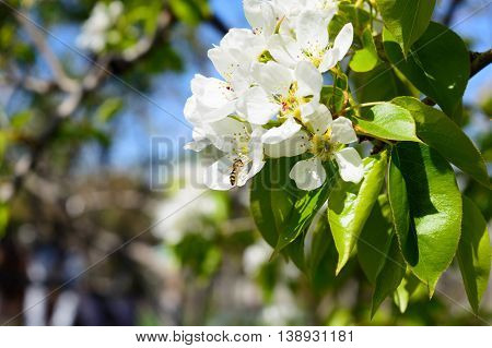 Bee on apple blossom closeup of a beautiful spring against blue sky shallow field