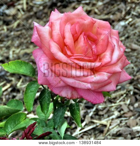 The 'Die Welt' rose in garden of Niagara Falls Ontario 16 July 2016 Canada