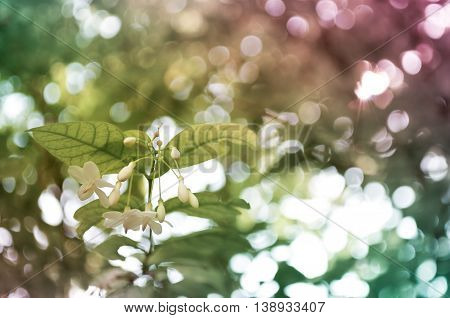 Closeup Water Jasmine flowers Wrightia religiosa (Apocynaceae) with bokeh background.