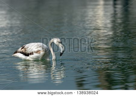 Greater Flamingo or Phoenicopterus roseus (Juvenile) in a natural lagoon in Bahrain