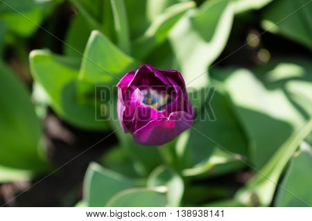 Violet tulip bloom field in spring time with sunlight floral background garden scene